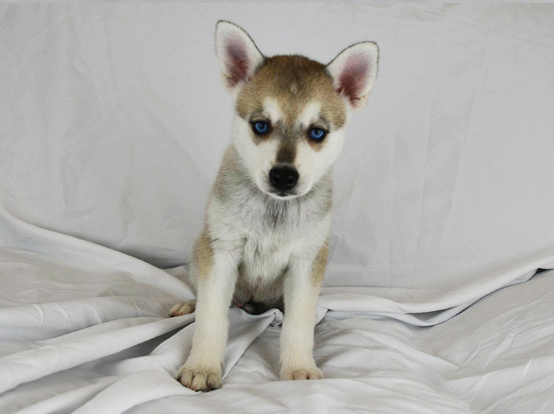 Iris Rose's Grey and White Blue-Eyed Boy - Front