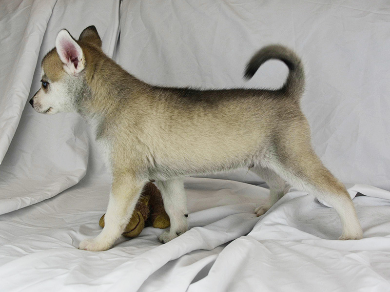 Iris Rose's Grey and White Blue-Eyed Boy - Side