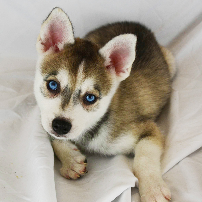 Iris Rose's Grey and White Boy With White Flare - Front
