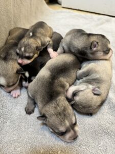 Iris's Four Boys and Two Girls