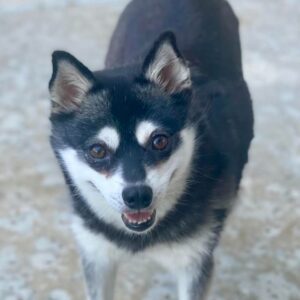 California Sun Klee Kai Moms: Daisy