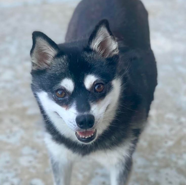 California Sun Klee Kai Moms: Daisy
