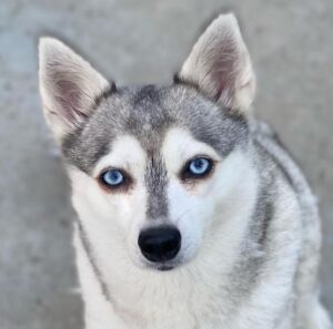California Sun Klee Kai Moms: Moana