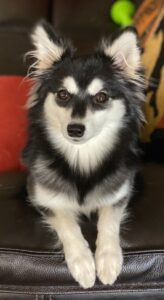 California Sun Klee Kai Moms: Zoey