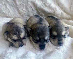 Zoey's Three Grey and White Boys