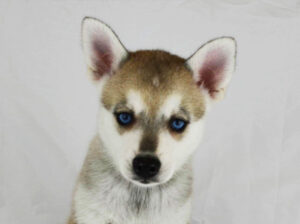 Iris Rose's Grey and White Blue-Eyed Boy - Closeup