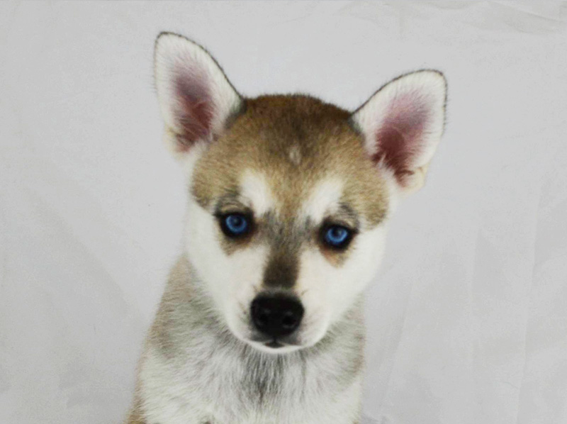 Iris Rose's Grey and White Blue-Eyed Boy - Closeup