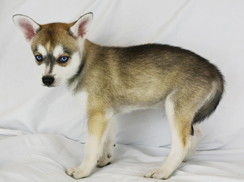 Iris Rose's Grey And White Blue-Eyed Boy With a Small Blaze - Side