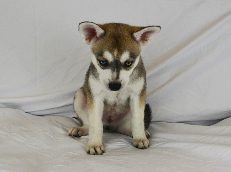 Iris Rose's Grey And White Blue-Eyed Boy With a Small Blaze - Front