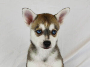 Iris Rose's Grey And White Blue-Eyed Boy With a Small Blaze - Closeup