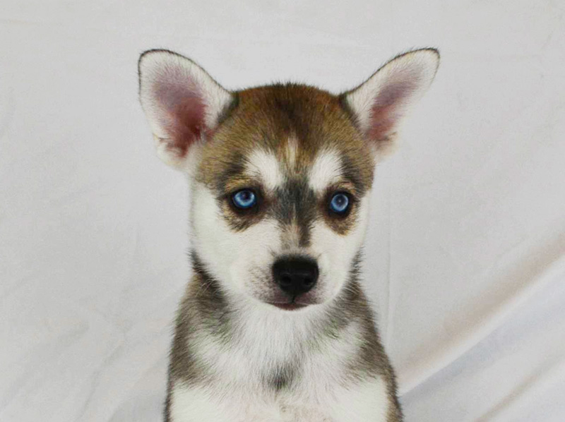 Iris Rose's Grey And White Blue-Eyed Boy With a Small Blaze - Closeup