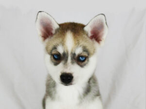 Iris Rose's Grey and White Girl - Closeup