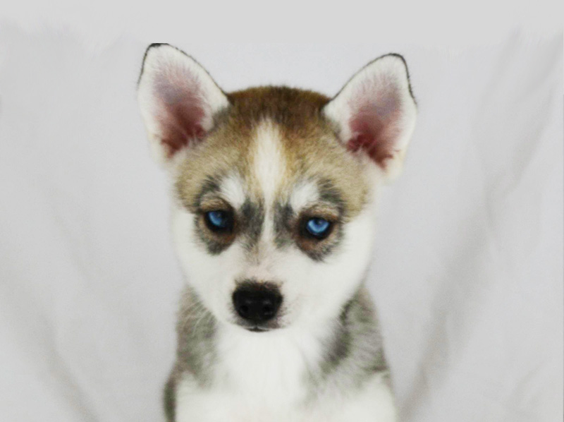 Iris Rose's Grey and White Girl - Closeup