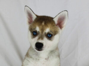 Iris's Toy Boy Grey and White - Closeup