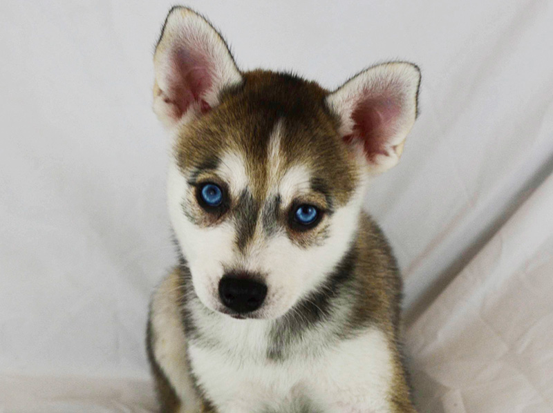 Iris Rose's Grey and White Boy With White Flare