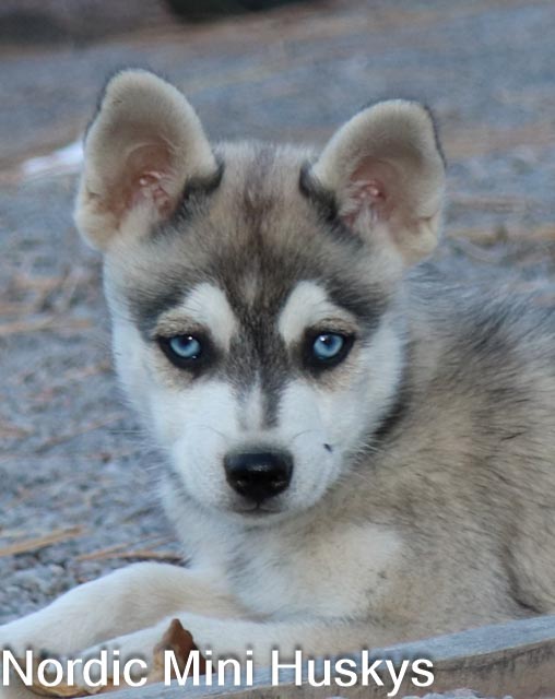 Iris Rose's Grey and White Boy With a Blaze