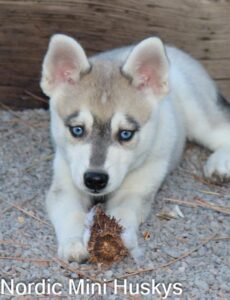 Iris Rose's Grey and White Boy With Blue Eyes